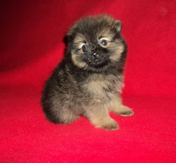 image (3).jpgfde.jpg