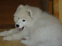 щенки самоеда