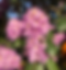 Rhododendronblommor