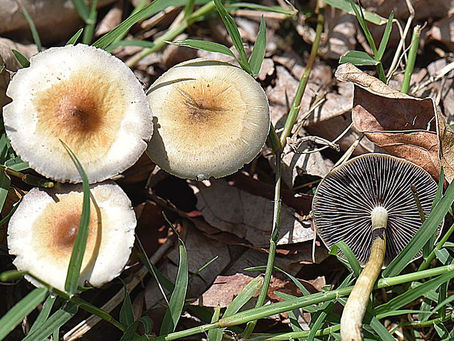 Colorado and Psilocybin