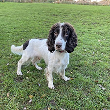Chester - Springer Spaniel - 11-11-25 (2)_edited.jpg