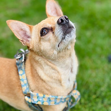 Gracie - Chihuahua X Minature Pinscher 04-09-25 (7).jpeg