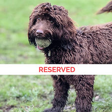 Bailey - Cockerpoo - 27-11-25 (3)_edited