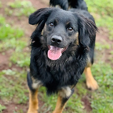 Milo - Collie X - 03-09-25 (1).jpeg