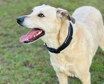 Stitch - Crossbreed - 01-01-25 (5)_edited.jpg
