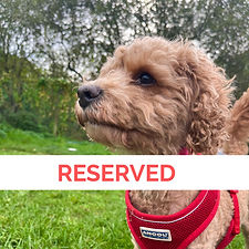Candy - Cavapoo - 28-09-26 (1)_edited_ed
