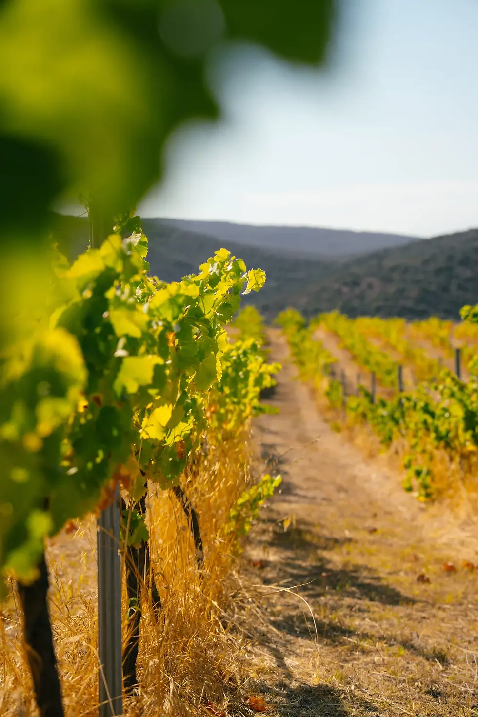 Celler La Llena -70.webp