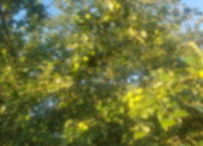 20180620_204859.jpg