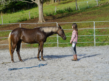 A Quiet First Step - Gigis first horse training session