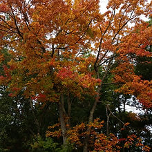 fall
