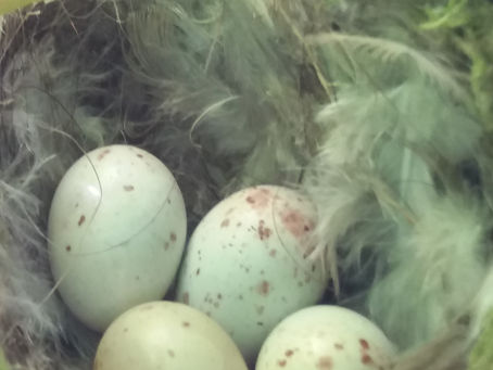 OH, OH - OOPS! / Natal Bug