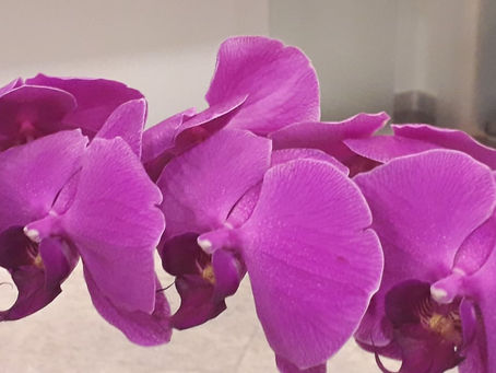 Poesia "assim me habituei a morrer sem ti."