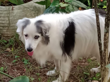 2 Contos: “DANDARA, A GUERREIRA” e “Vida traiçoeira”