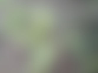 “Aniversário” Bug Sociedade