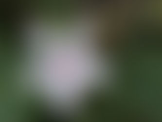 “Recomeço” Bug Sociedade