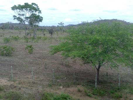 Poesia da Experiência