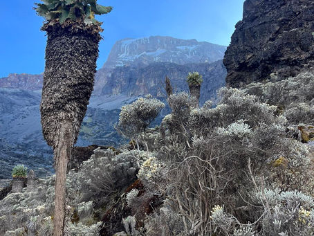 A ARTE DE PEDRO HAUCK