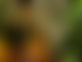 “JANELA DE TEMPO” e “Um olho no peixe, outro no gato e outro em você” Bug Sociedade