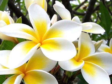 Poesia do contrário