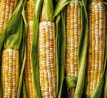 ears of corn.jpg