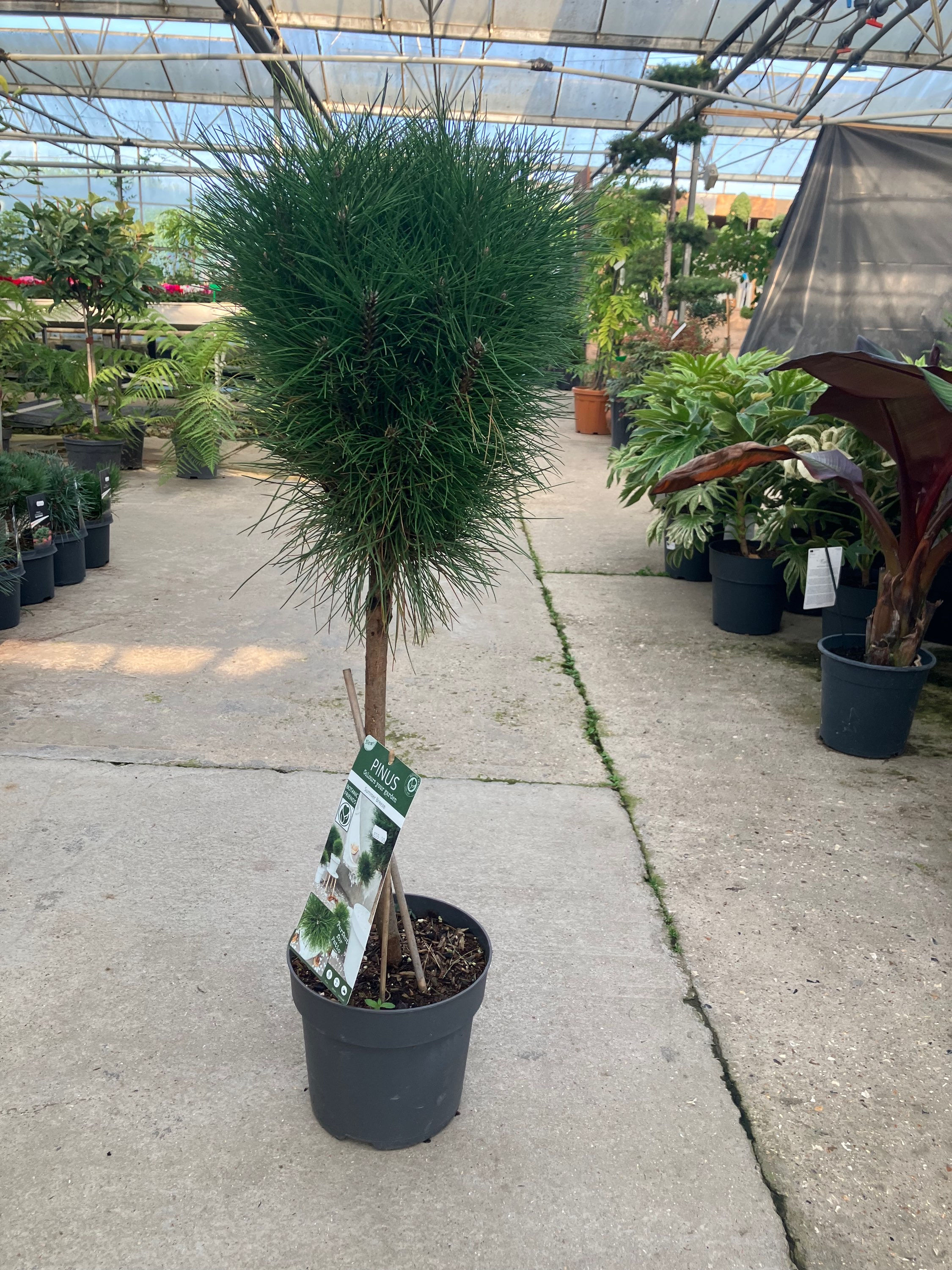 Pinus - summer breeze