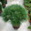Thumbnail: Pinus in varieties (20L)