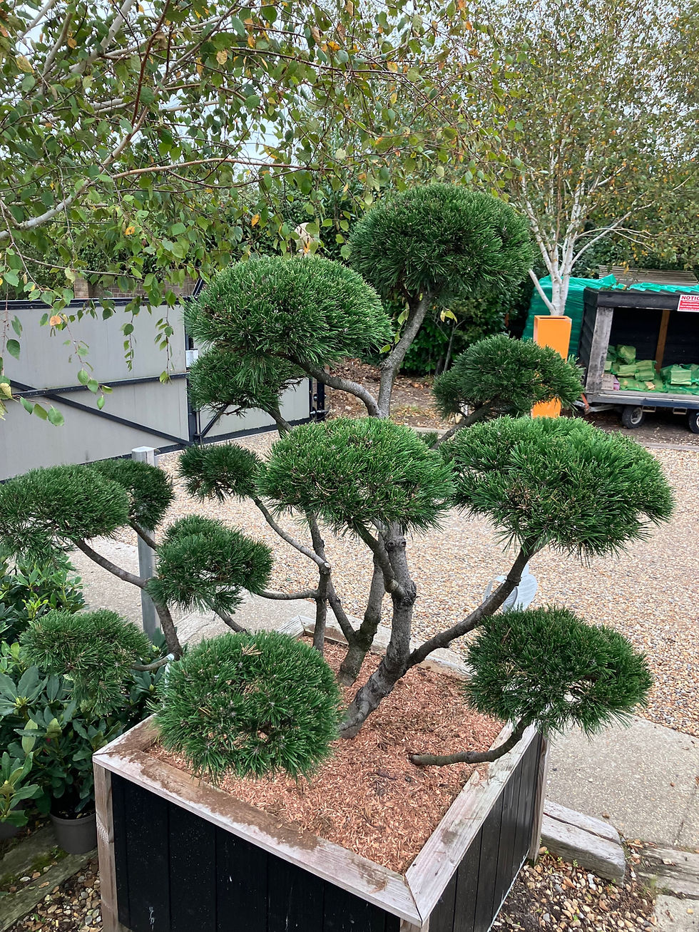 Thumbnail: Pinus 'mugo gnom'