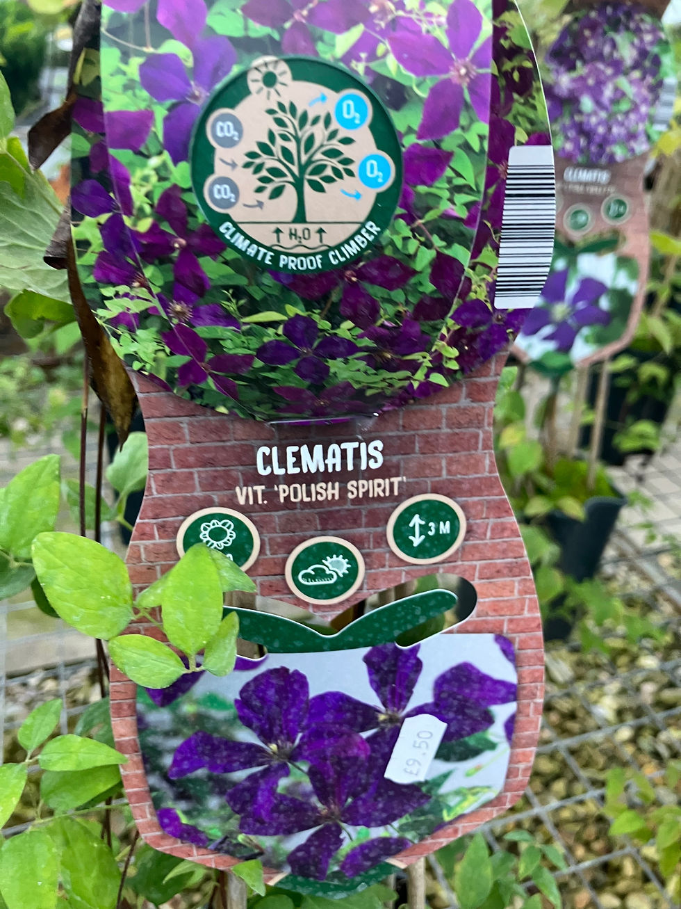 Thumbnail: Clematis in varieties (2L)
