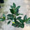 Thumbnail: Magnolia - Grandiflora (5ltr)
