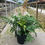 Thumbnail: Ferns in varieties (3L)
