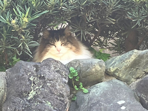 3月 京都府宇治市 いつも飼い主さんと近所を散歩するのが日課のメイちゃん15歳。お昼に自宅から失踪してしまいました。失踪から2日後に探偵が捜索開始し、初日に姿を発見、その日に無事に保護!