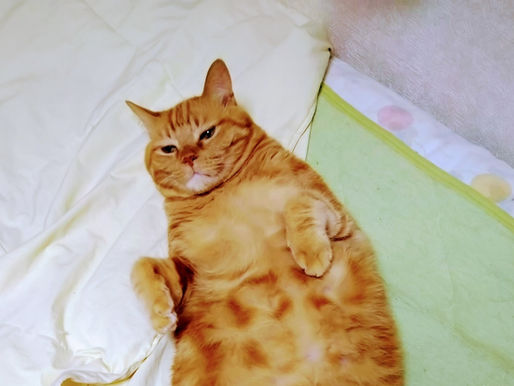 11月 埼玉県杉戸町 窓が空いていて 二匹で逃走。もう一匹はすぐ戻りましたが、ぷりんくんは流血の乱闘の末、捕獲に失敗。失踪5日後にキャッツに依頼が入りました。