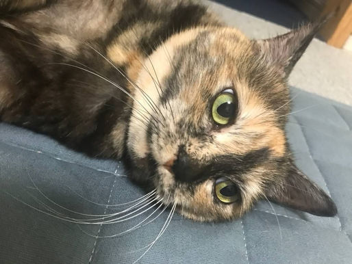 11月 大阪府高槻市 自宅の窓を閉め忘れ、いつのまにか失踪してしまったミケちゃん。過去2回の失踪と捕獲器入った回数は2回もある強者でした。