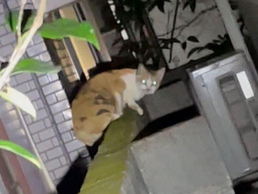 東京都品川区 11月5日外飼い三毛猫のナミちゃん、訳あってお引越しするのですが、捕まえる事が出来ないとのご依頼です、さあ出動!保護の過程はYouTubeにて動画配信中です。