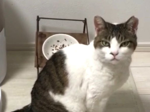 10月 川崎市高津区 自由飼いで玄関から飛び出し10日間帰って来なくなったしろきちちゃん。捜索開始2日、失踪場所から道幅の広い幹線道路を渡った所で無事に保護。