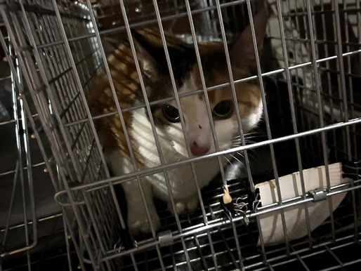 6月 東京都板橋区 昼頃に洗濯物を干してる最中に逃走してしまった翔鶴くん。