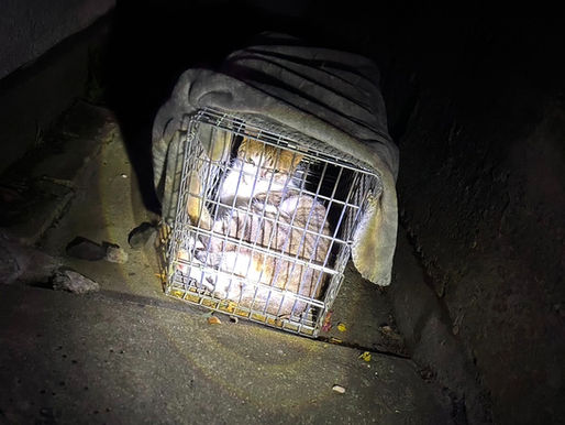 5月 東京都大田区 夜中にドアを開けた途端外に出てしまったキヨちゃん。