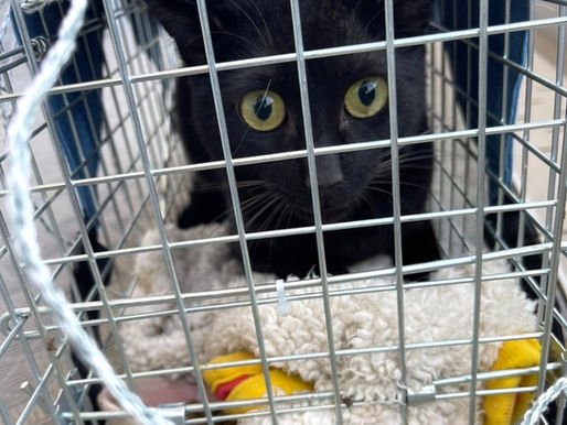 3月 埼玉県朝霞市 玄関のドアを開けた時に脱走しまったみゅうちゃん。工事現場にみゅうちゃんを発見するも高い壁に狭間れて捕獲するのが困難な場所でしたが、探偵は自ら木に登り捕獲器に紐をつけ下げ、無事保護!