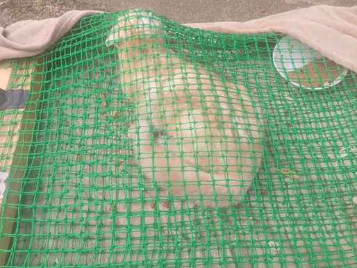 4月 埼玉県新座市 3月9日にドアから脱走してしまった茶トラくん。失踪場所から100メートル程離れたお宅でご飯をもらっていますが、捕獲が出来ないまま、キャッツに依頼が入りました。