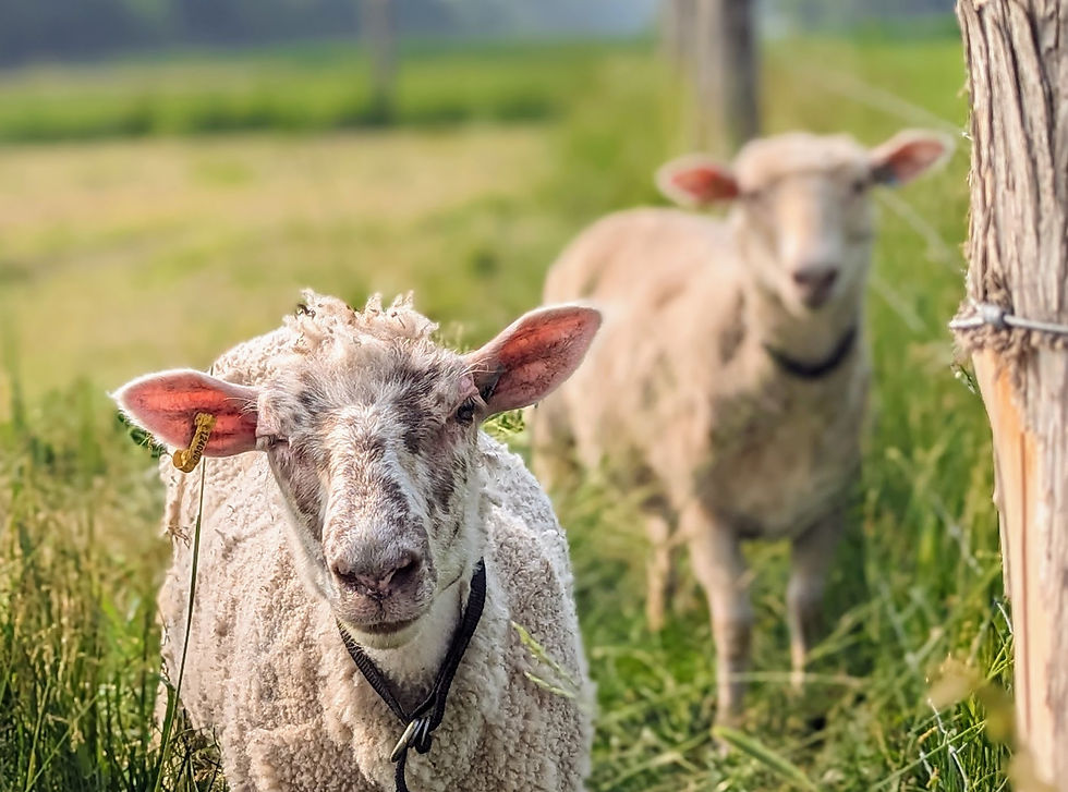 March Break - Wooly Wednesday