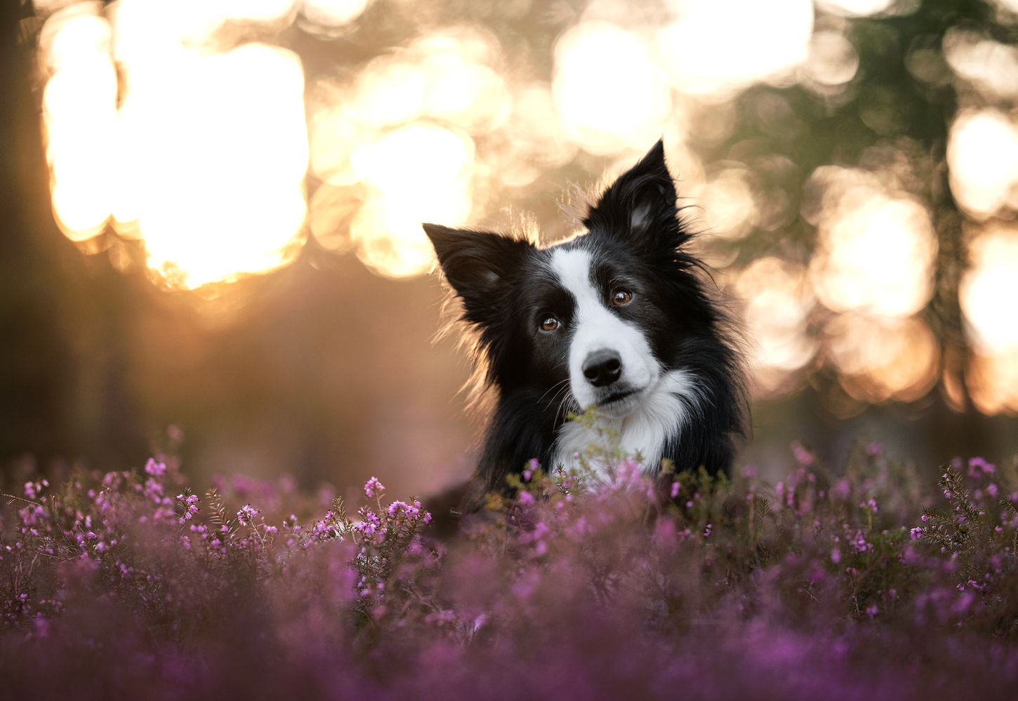 border collie in the sunset in the heathers
