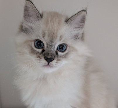 531163367_755855520528065_43006377668652