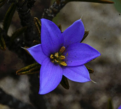 Xerophyta setosa (© Solofo Eric Rakotoarisoa)