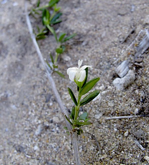 Fleurs Thamnoldenlandia ambovombensis