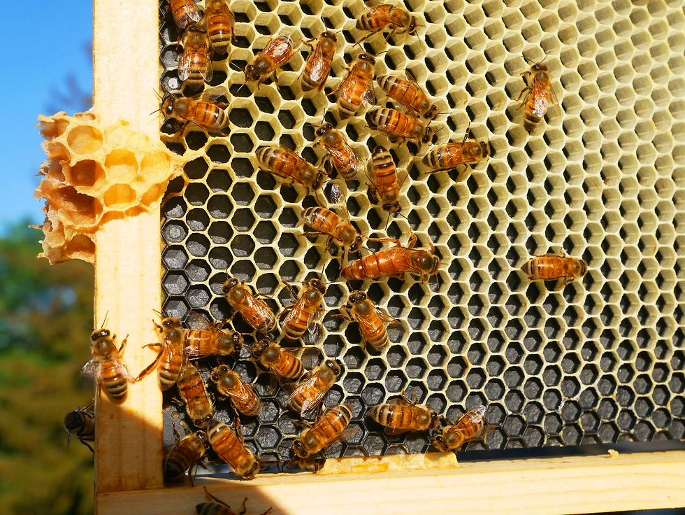 Our Bees at Work!