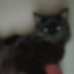 Bonnie
