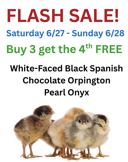 FLASH SALE! (5).png