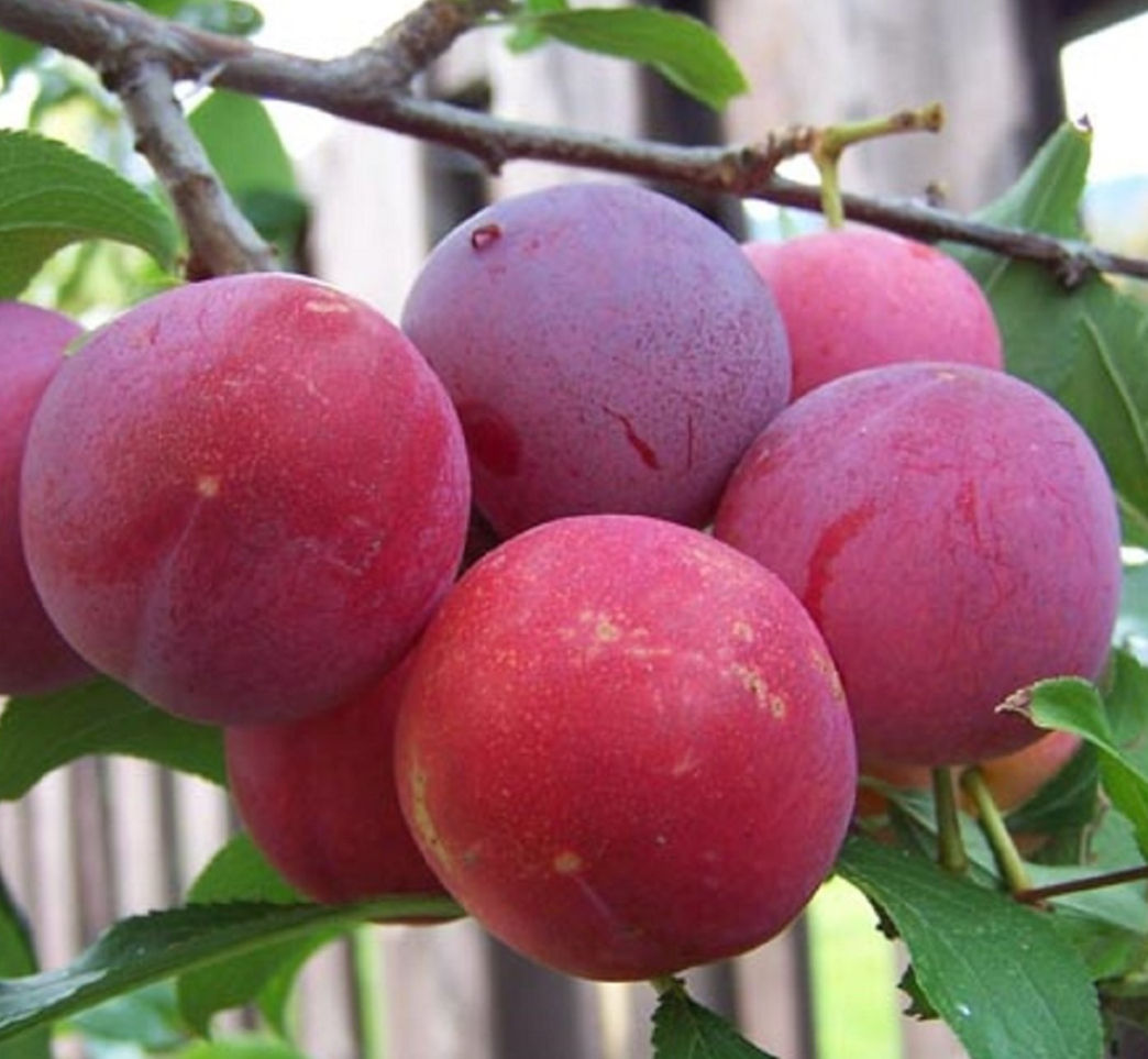 Plum -  Toka