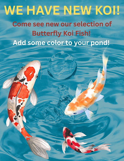 WE HAVE NEW KOI!.png