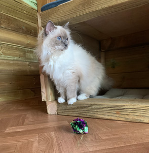 pension chats martinique